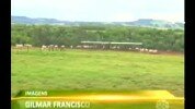 Fazenda no Paraná é a maior produtora de matrizes de Nelore