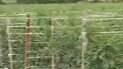 A cidade de Reserva é conhecida como capital do tomate