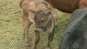 mini vacas