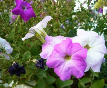 Pequenos produtores ampliam cultivo de flores no Paraná