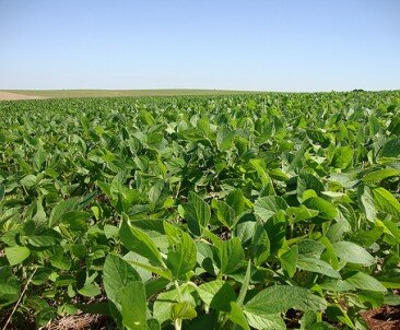 Produtor de soja está atento ao clima